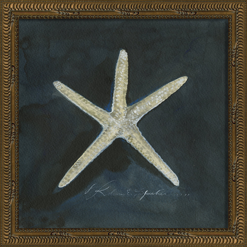 Vintage Seashell I Framed Print 13" x 13"