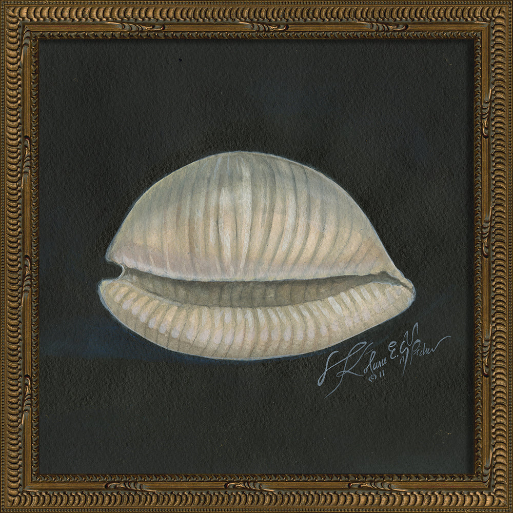 Vintage Seashell II Framed Print 13" x 13"