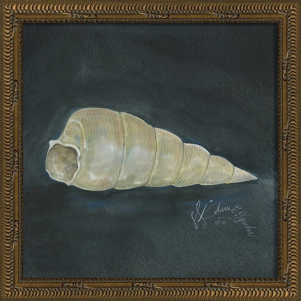 Vintage Seashell III Framed Print 13" x 13"