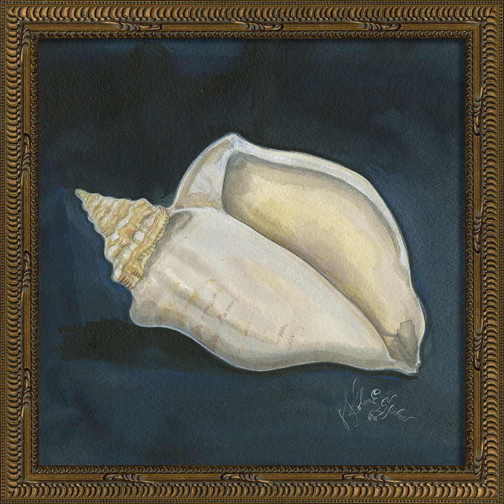 Vintage Seashell IV Framed Print 13" x 13"
