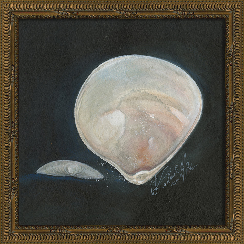 Vintage Seashell V Framed Print 13" x 13"
