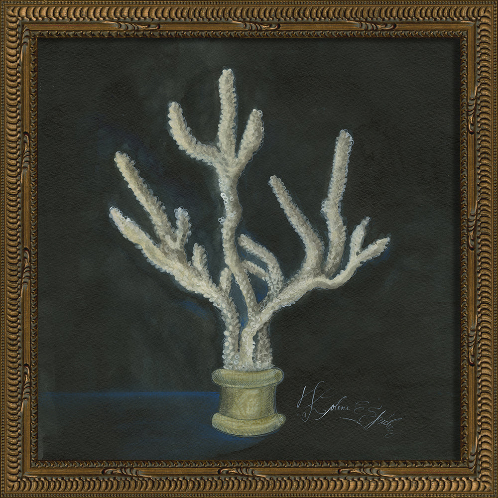 Vintage Seashell VI Framed Print 13" x 13"