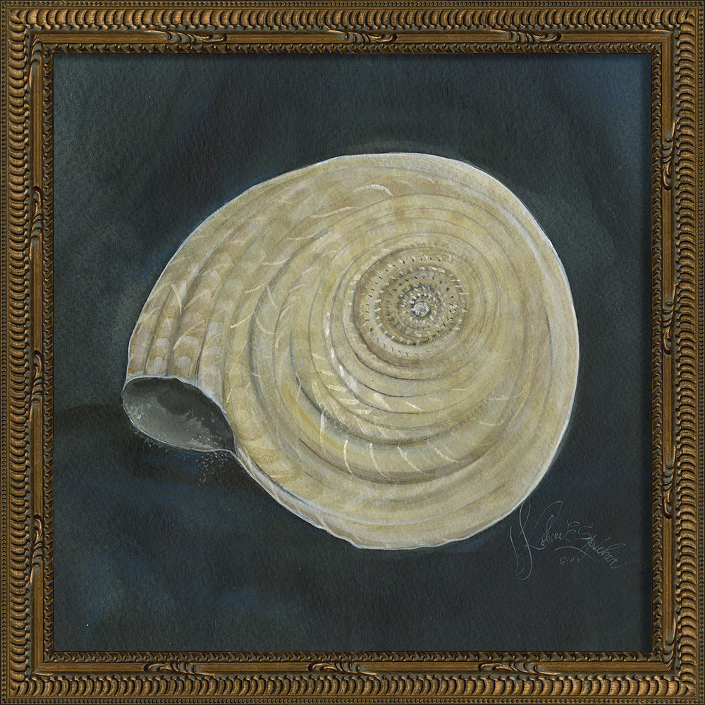 Vintage Seashell VIII Framed Print 13" x 13"