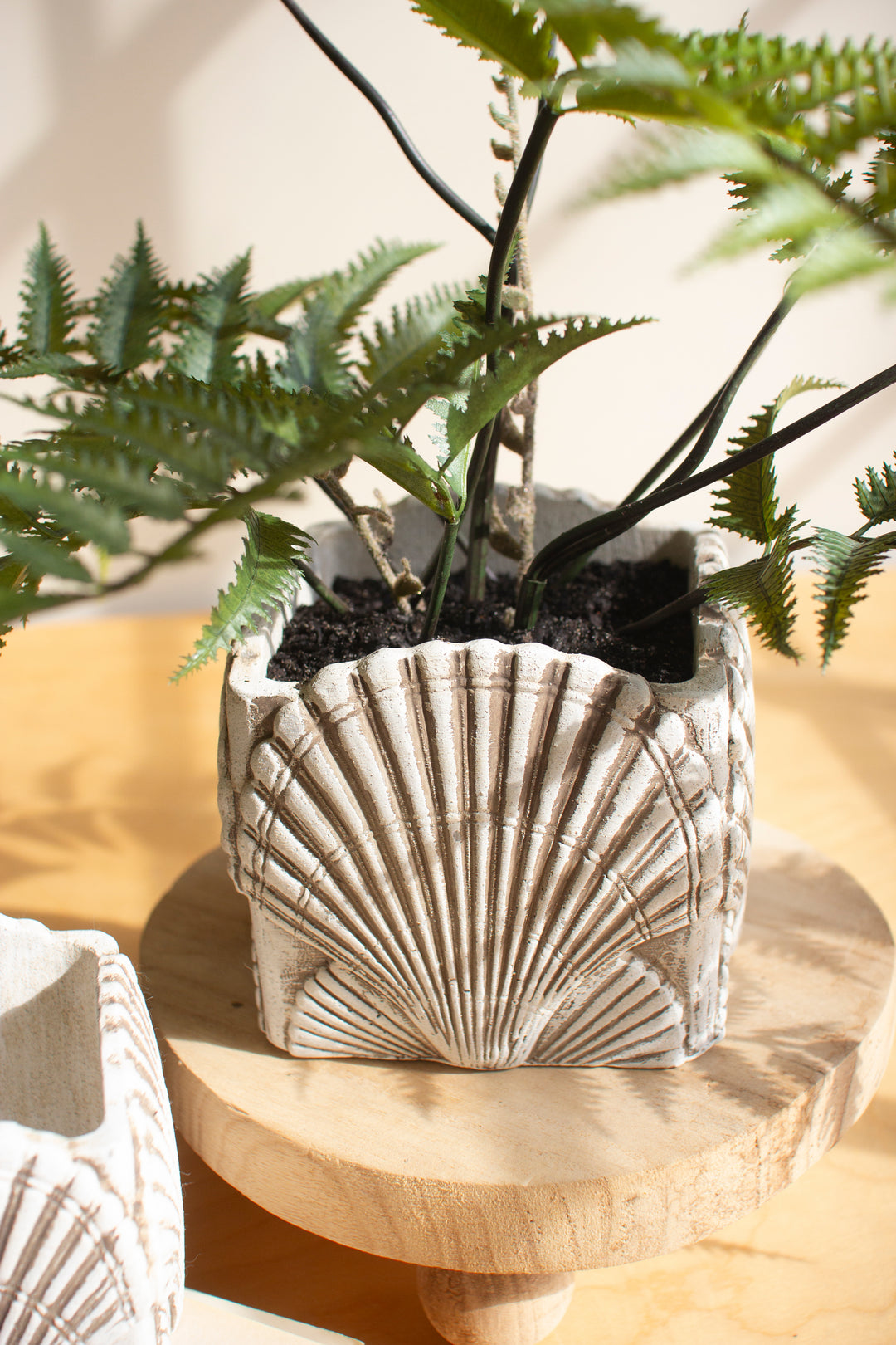 Set of 2 Cement Shell Planters