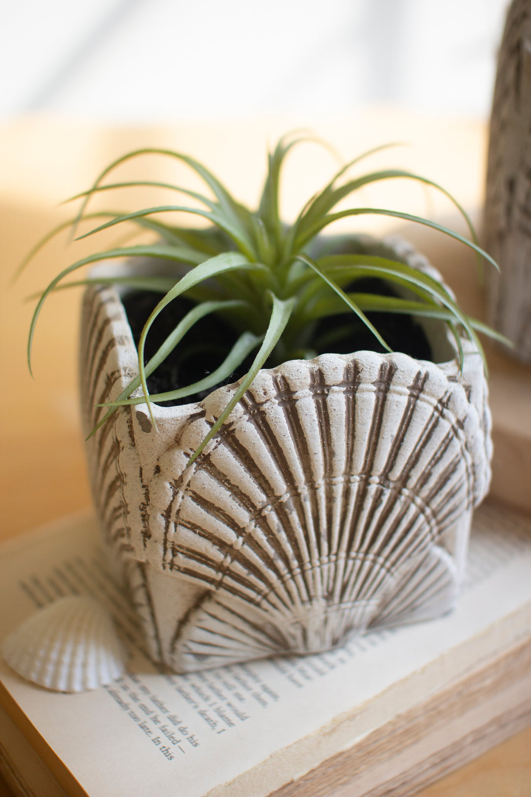 Set of 2 Cement Shell Planters