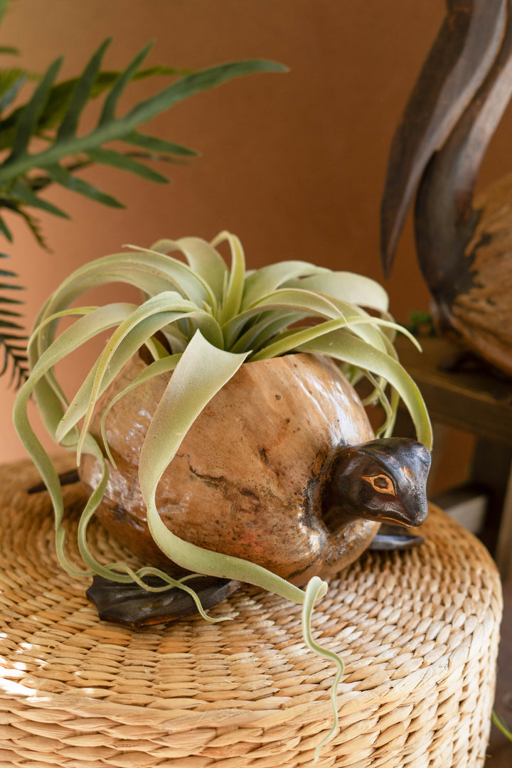 Coconut Turtle Planter