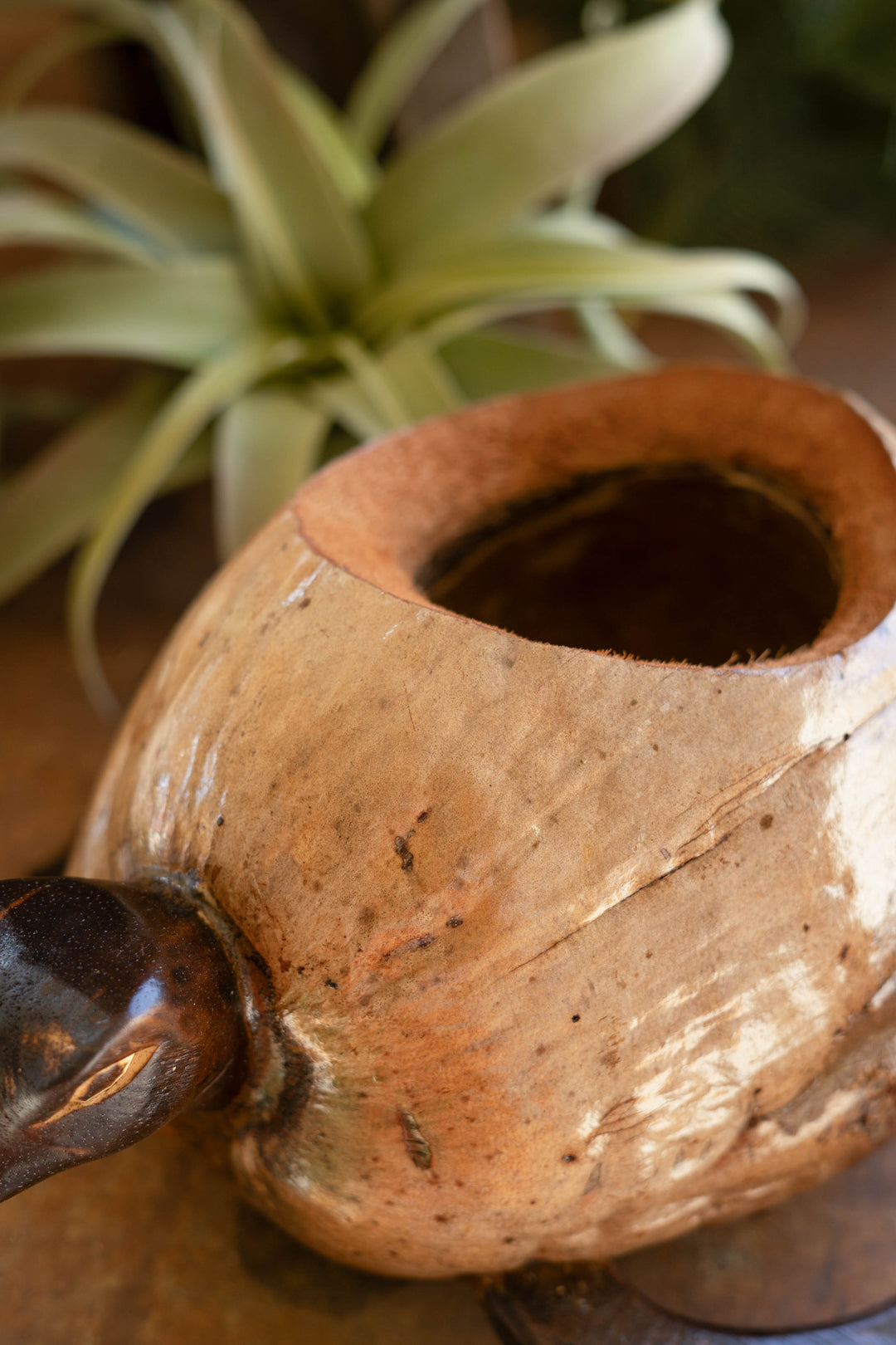 Coconut Turtle Planter