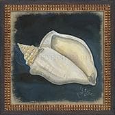 Vintage Seashell IV Framed Print 13" x 13"